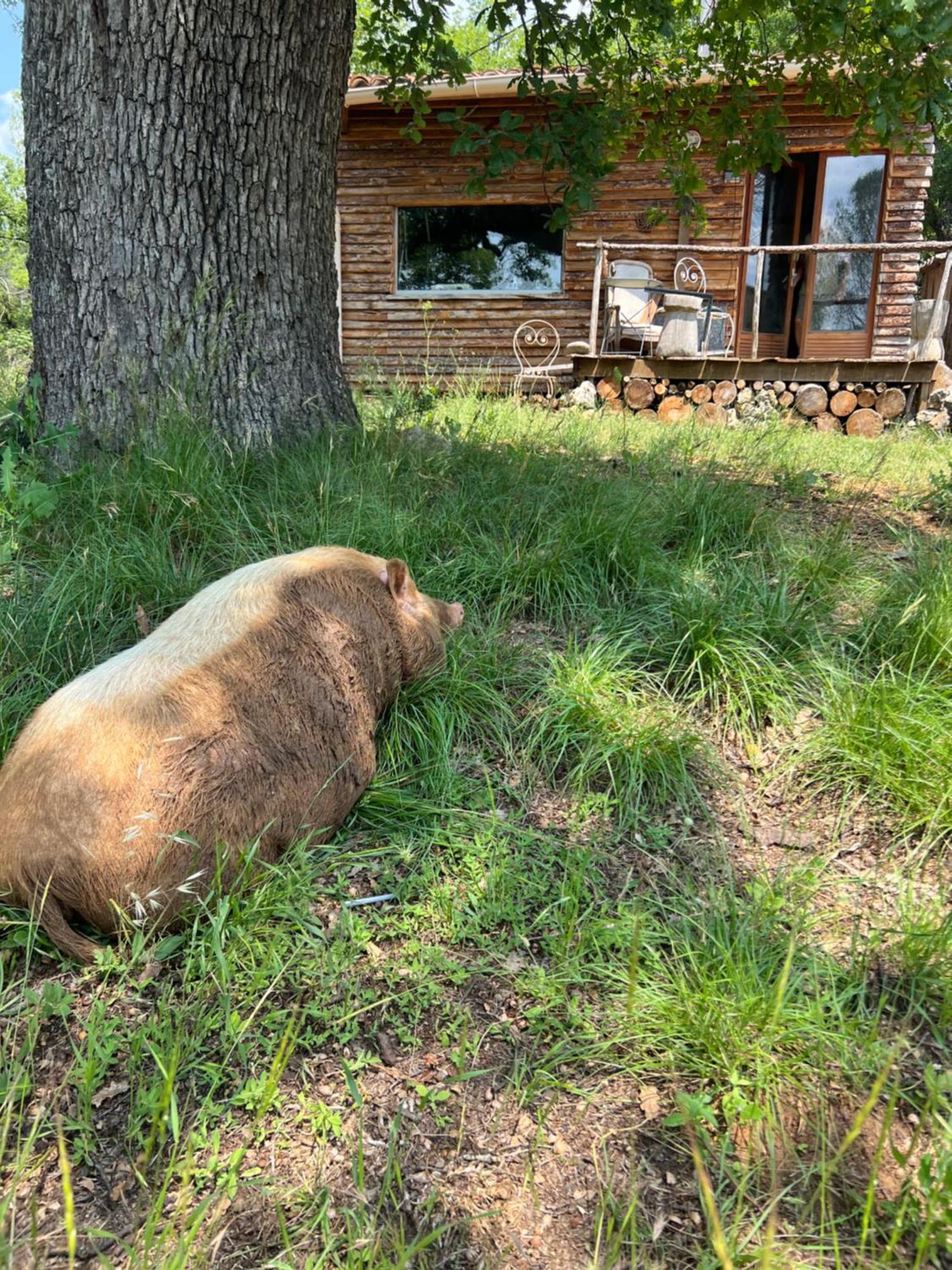 La Cabane De Babarot Aups Εξωτερικό φωτογραφία